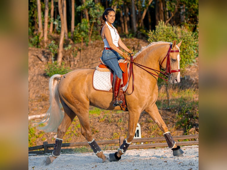 Lusitanos Mix Hengst 4 Jahre 170 cm Palomino in Sintra