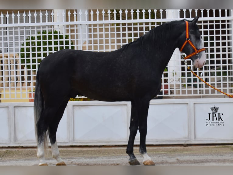 Lusitanos Hengst 4 Jahre 172 cm Rappschimmel in Tabernas Almeria