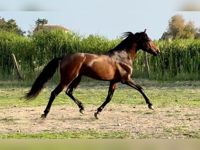 Lusitanos Hengst 4 Jahre Brauner in Arles
