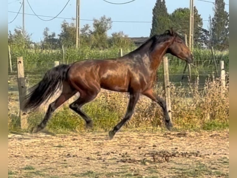 Lusitanos Hengst 4 Jahre Brauner in Arles