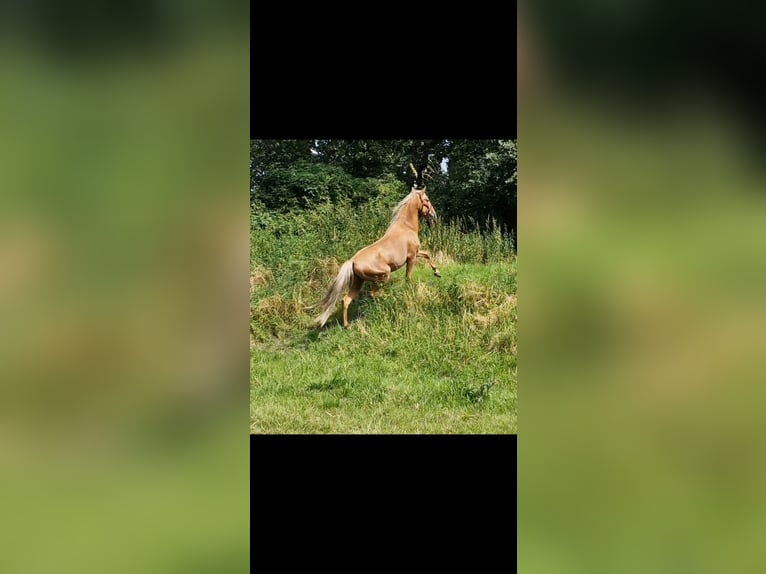 Lusitanos Mix Hengst 4 Jahre Palomino in Gent