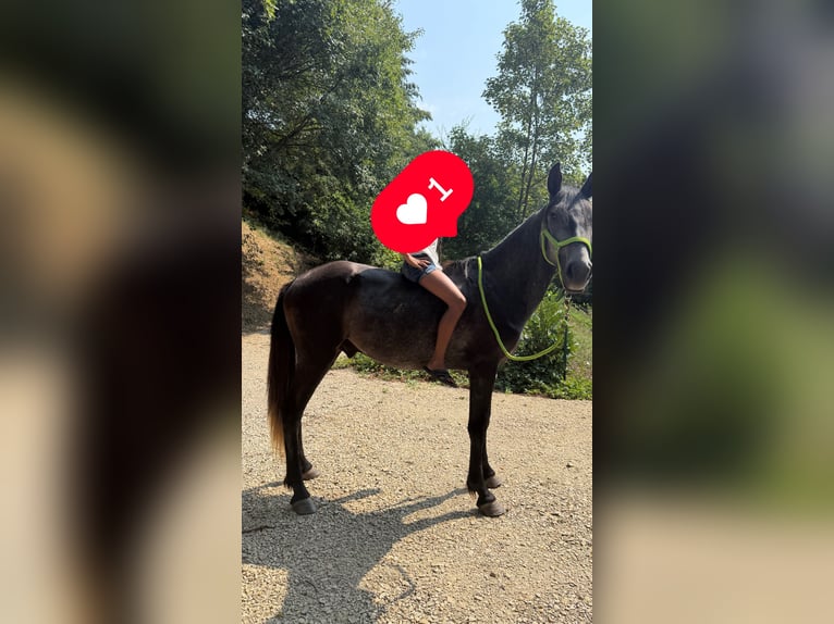 Lusitanos Hengst 4 Jahre Rappschimmel in Saint-Étienne