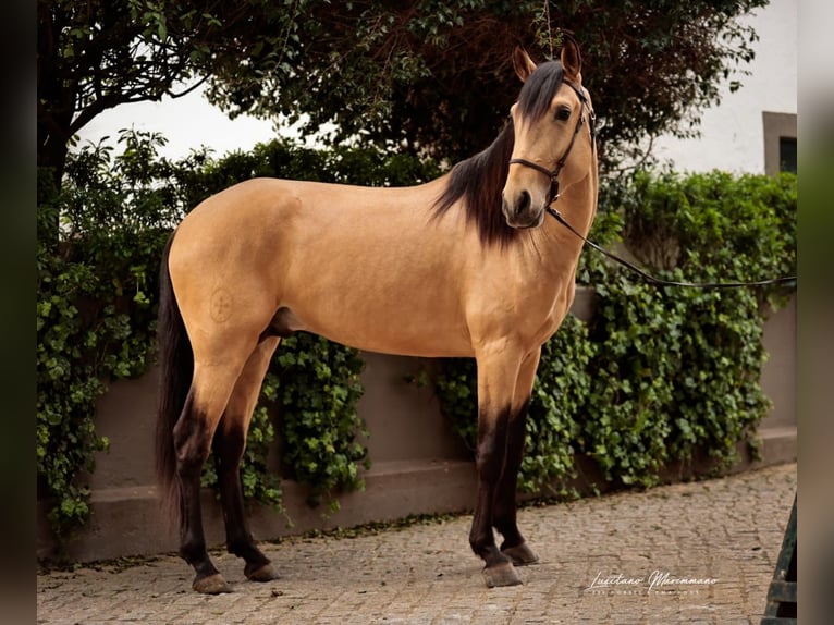 Lusitanos Hengst 5 Jahre 155 cm Falbe in Vila Viçosa