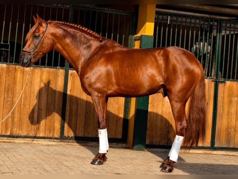 Lusitanos Hengst 5 Jahre 157 cm Fuchs in Betera