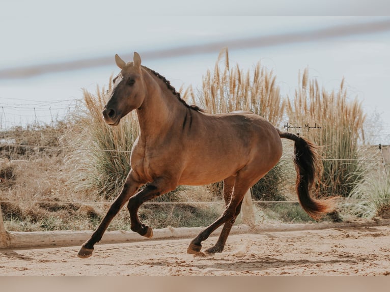 Lusitanos Hengst 5 Jahre 157 cm Grullo in Lissabon