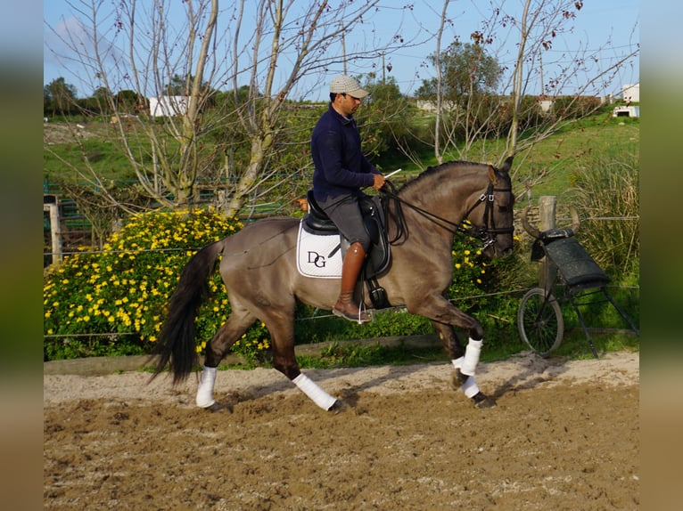 Lusitanos Hengst 5 Jahre 157 cm Grullo in Lissabon