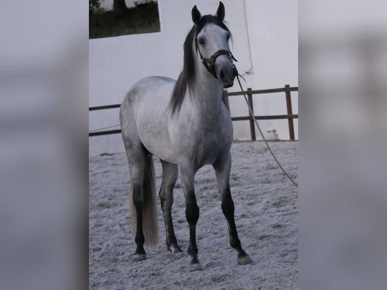 Lusitanos Hengst 5 Jahre 158 cm Apfelschimmel in Golega
