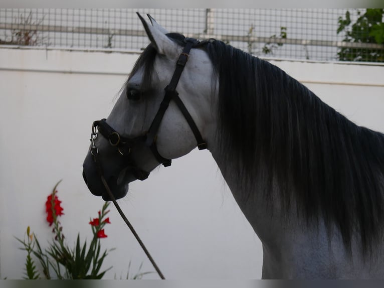 Lusitanos Hengst 5 Jahre 158 cm Apfelschimmel in Golega