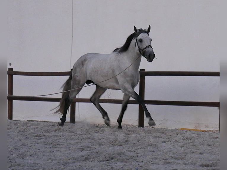 Lusitanos Hengst 5 Jahre 158 cm Apfelschimmel in Golega