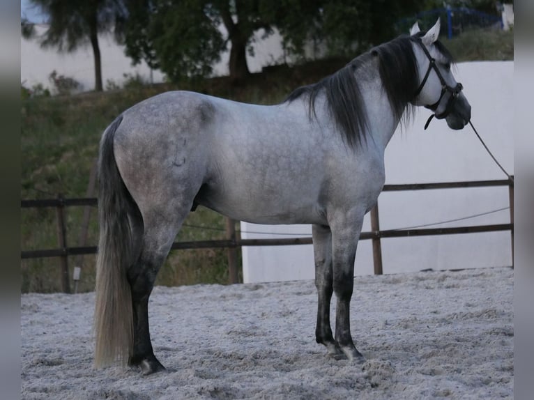 Lusitanos Hengst 5 Jahre 158 cm Apfelschimmel in Golega