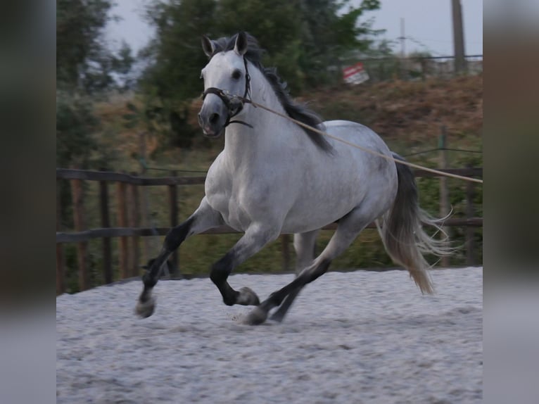 Lusitanos Hengst 5 Jahre 158 cm Apfelschimmel in Golega
