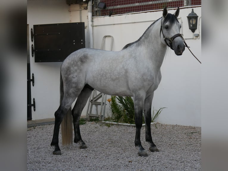 Lusitanos Hengst 5 Jahre 158 cm Apfelschimmel in Golega