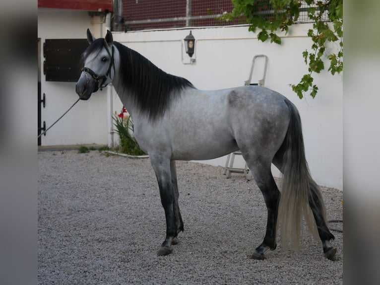 Lusitanos Hengst 5 Jahre 158 cm Apfelschimmel in Golega
