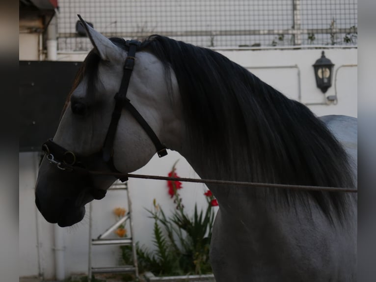 Lusitanos Hengst 5 Jahre 158 cm Apfelschimmel in Golega
