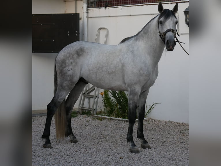Lusitanos Hengst 5 Jahre 158 cm Apfelschimmel in Golega