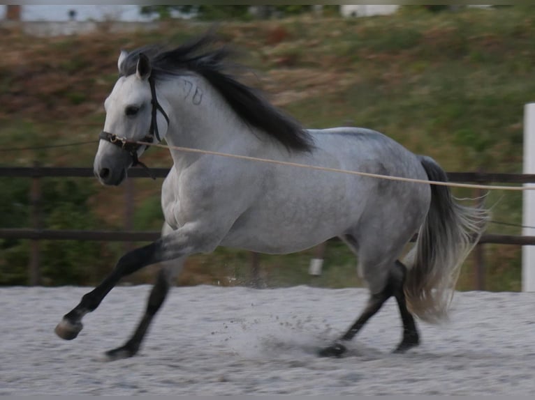 Lusitanos Hengst 5 Jahre 158 cm Apfelschimmel in Golega
