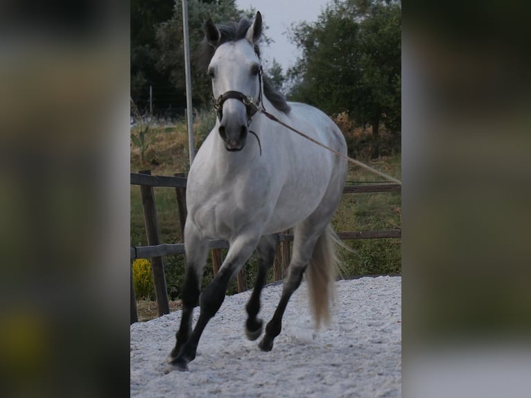 Lusitanos Hengst 5 Jahre 158 cm Apfelschimmel in Golega