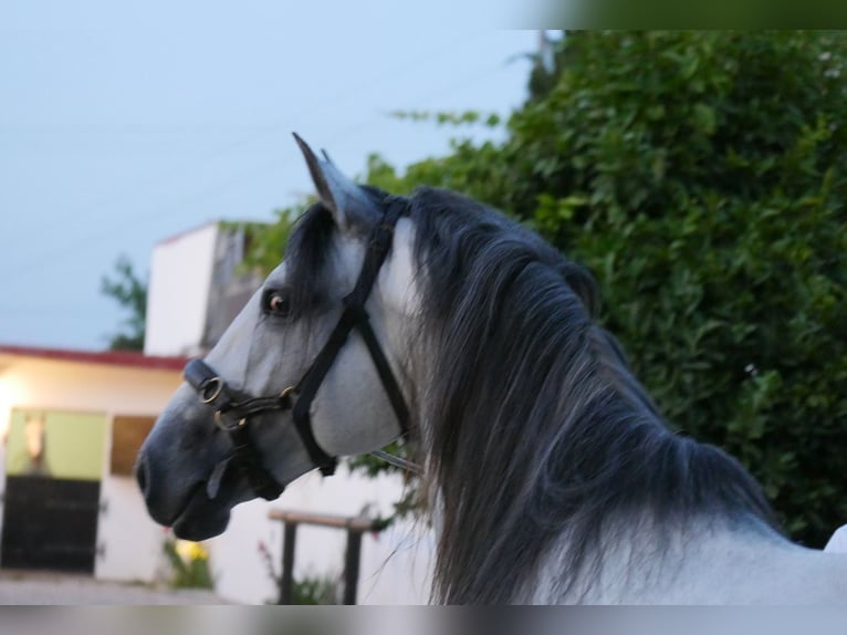 Lusitanos Hengst 5 Jahre 158 cm Apfelschimmel in Golega