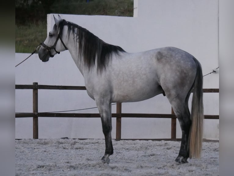 Lusitanos Hengst 5 Jahre 158 cm Apfelschimmel in Golega