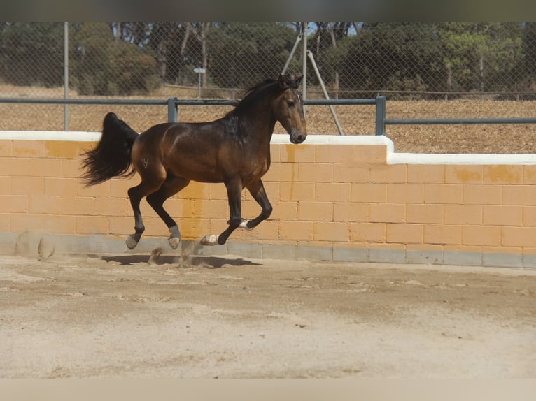 Lusitanos Hengst 5 Jahre 158 cm Buckskin in Oststeinbek