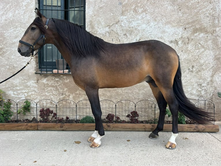 Lusitanos Hengst 5 Jahre 158 cm Buckskin in Oststeinbek