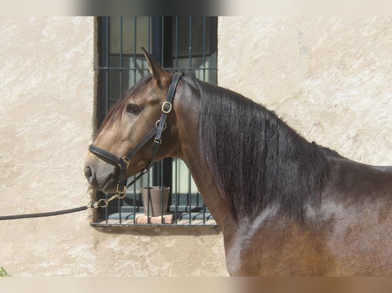 Lusitanos Hengst 5 Jahre 158 cm Buckskin in Oststeinbek