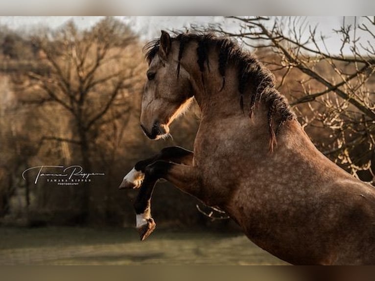 Lusitanos Hengst 5 Jahre 158 cm Buckskin in Trier