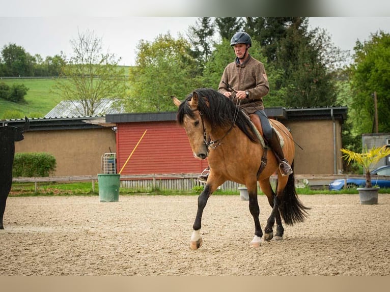 Lusitanos Hengst 5 Jahre 158 cm Buckskin in Trier
