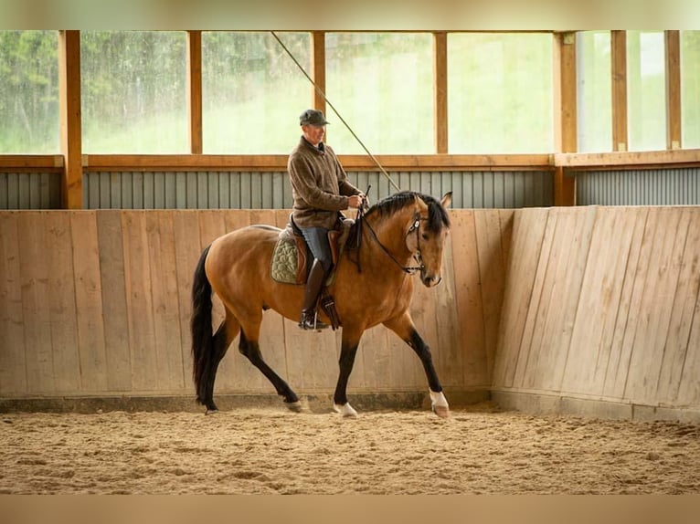Lusitanos Hengst 5 Jahre 158 cm Buckskin in Trier