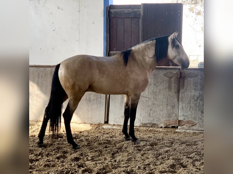 Lusitanos Hengst 5 Jahre 158 cm Falbe in Gro&#xDF;-Umstadt