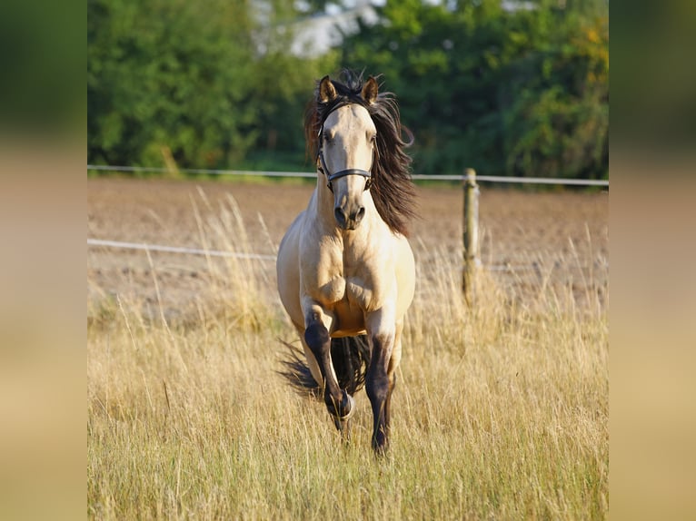 Lusitanos Hengst 5 Jahre 158 cm Falbe in Gro&#xDF;-Umstadt