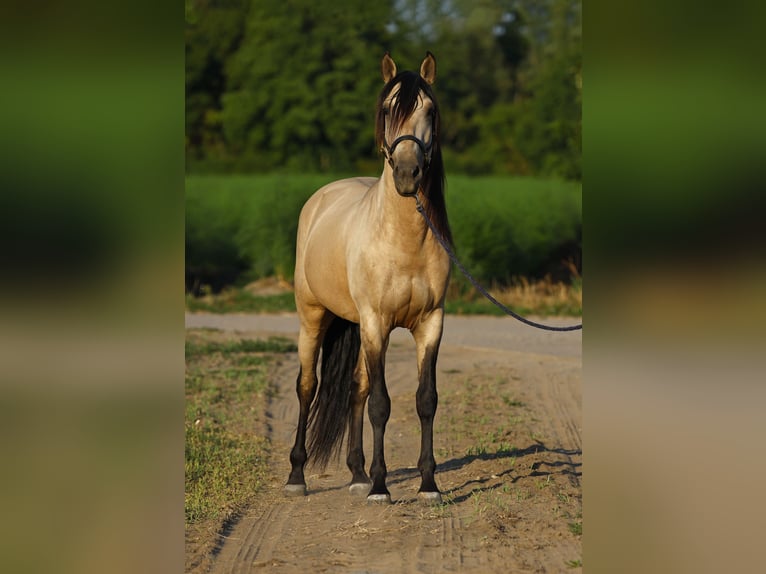 Lusitanos Hengst 5 Jahre 158 cm Falbe in Gro&#xDF;-Umstadt