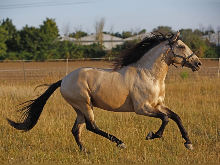 Lusitanos Hengst 5 Jahre 158 cm Falbe in Gro&#xDF;-Umstadt