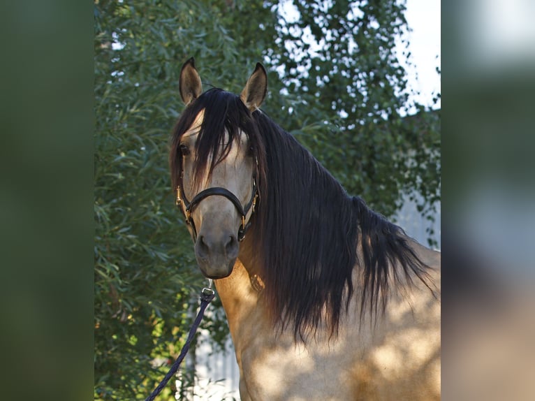 Lusitanos Hengst 5 Jahre 158 cm Falbe in Gro&#xDF;-Umstadt