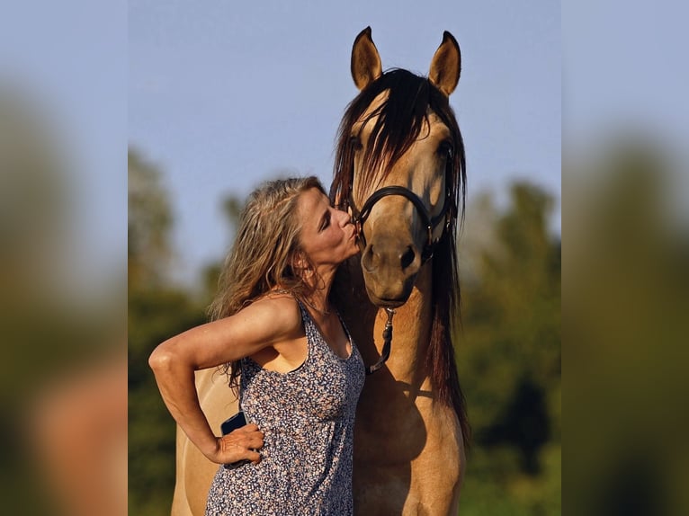 Lusitanos Hengst 5 Jahre 158 cm Falbe in Gro&#xDF;-Umstadt
