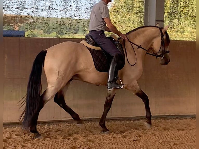 Lusitanos Hengst 5 Jahre 158 cm Falbe in Gro&#xDF;-Umstadt