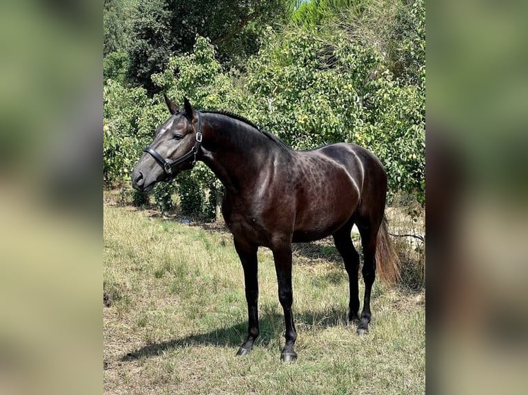 Lusitanos Hengst 5 Jahre 159 cm Schimmel in Rio Maior