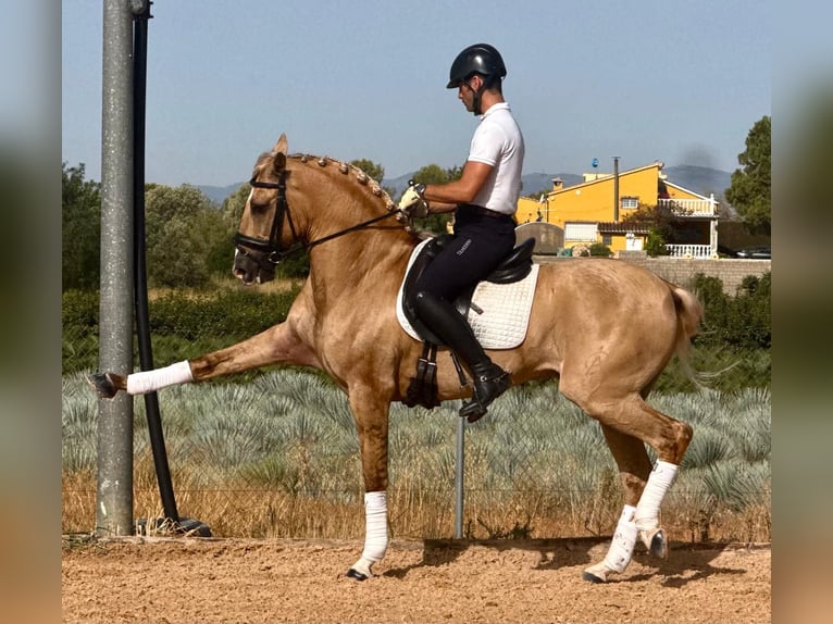 Lusitanos Hengst 5 Jahre 160 cm Palomino in Betera