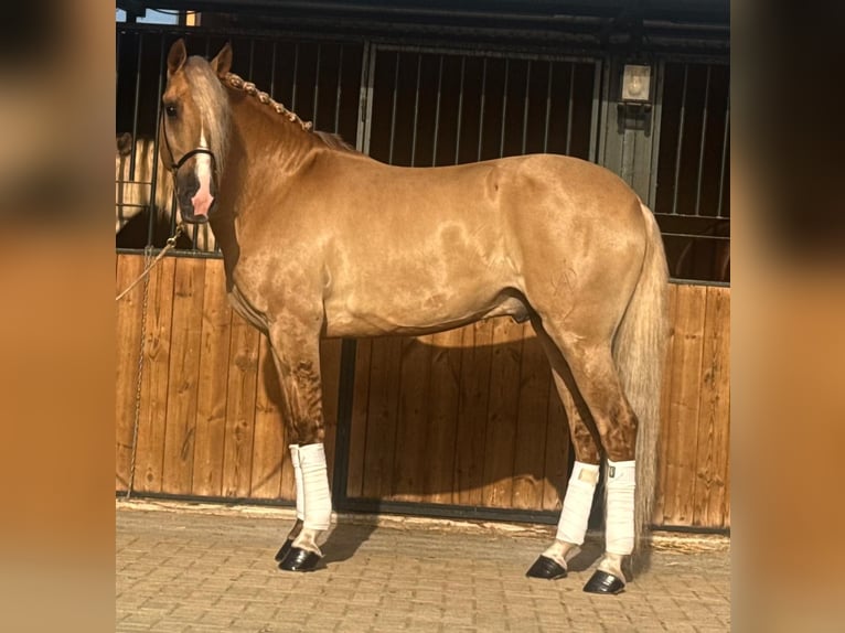 Lusitanos Hengst 5 Jahre 160 cm Palomino in Betera