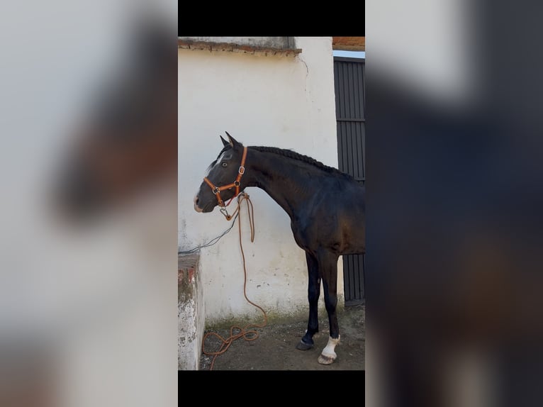 Lusitanos Hengst 5 Jahre 160 cm Rappe in Almodovar Del Campo