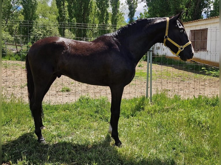 Lusitanos Hengst 5 Jahre 160 cm Rappe in Almodovar Del Campo