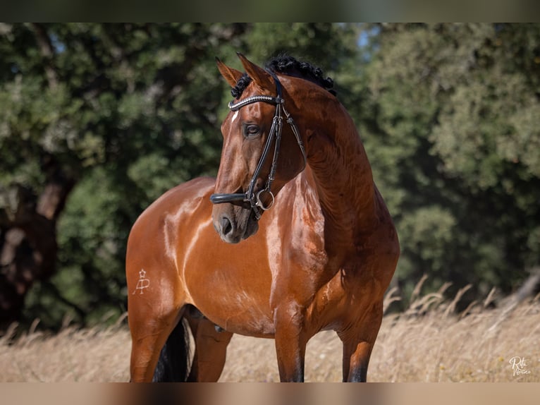 Lusitanos Mix Hengst 5 Jahre 160 cm Rotbrauner in Alcochete