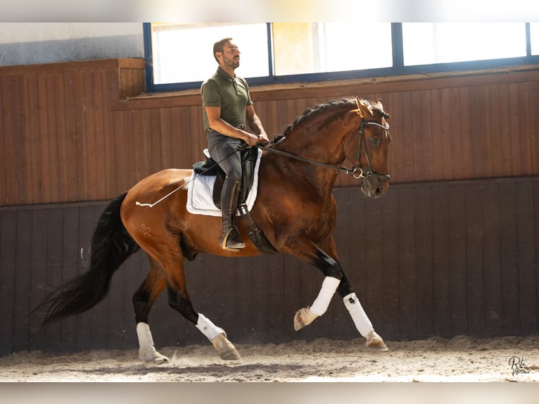 Lusitanos Mix Hengst 5 Jahre 160 cm Rotbrauner in Alcochete