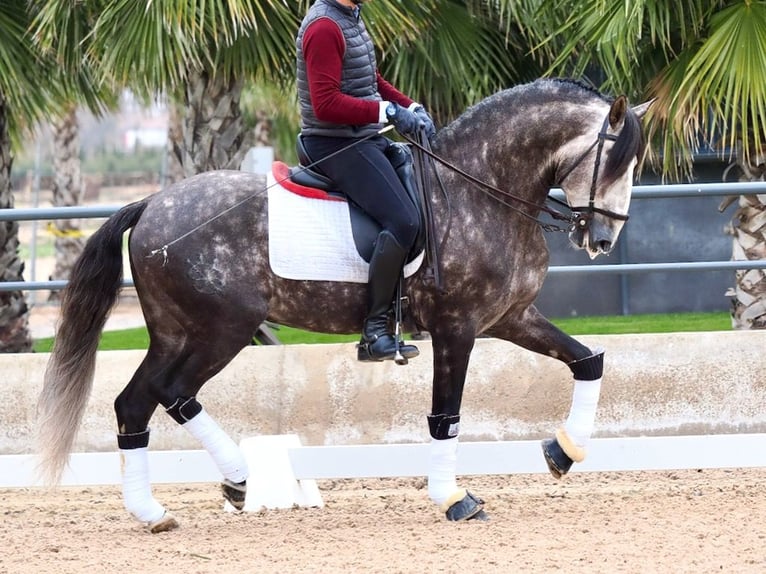 Lusitanos Hengst 5 Jahre 160 cm Schimmel in Navas Del Madroño