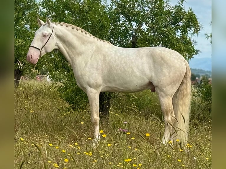 Lusitanos Hengst 5 Jahre 162 cm Cremello in Martfeld