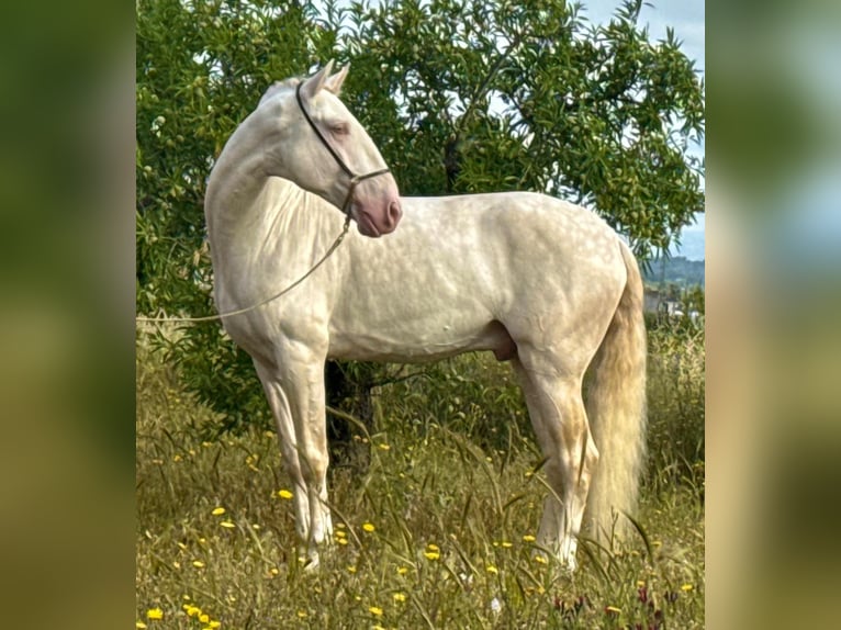 Lusitanos Hengst 5 Jahre 162 cm Cremello in Martfeld