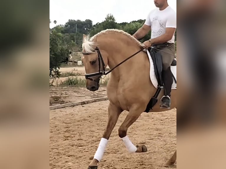 Lusitanos Hengst 5 Jahre 162 cm Palomino in Martfeld