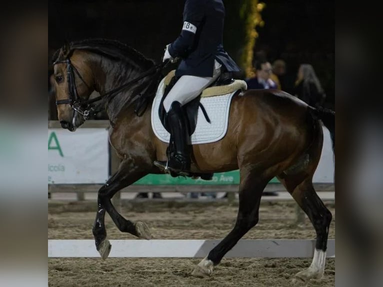 Lusitanos Hengst 5 Jahre 163 cm Brauner in Sabadell Lusitanos Hengst 5 Jahre 163 cm Brauner in Sabadell