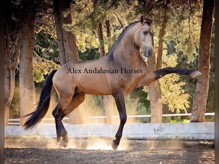 Lusitanos Hengst 5 Jahre 163 cm Buckskin in Sevilla