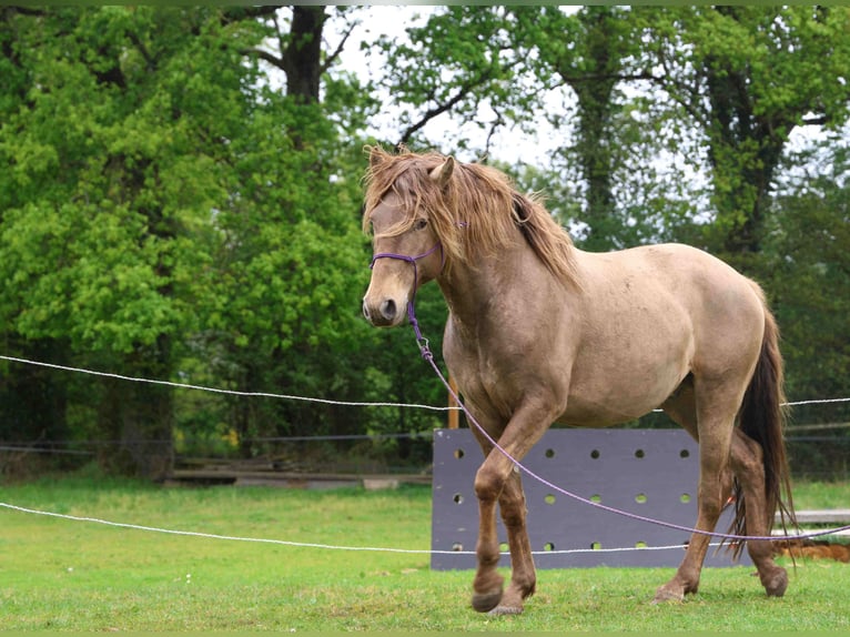 Lusitanos Hengst 5 Jahre 163 cm Pearl in goven